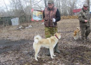 Дункан В.А.Какурина - первый в ринге кобелей младшей возрастной группы.